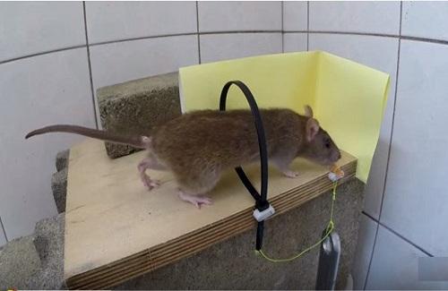 Video: Cách làm bẫy chuột kiểu thòng lọng