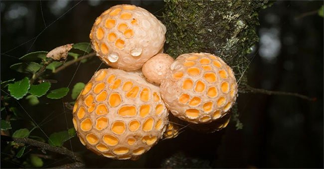 Khám phá loài nấm kỳ dị có hình dạng như chiếc tổ ong