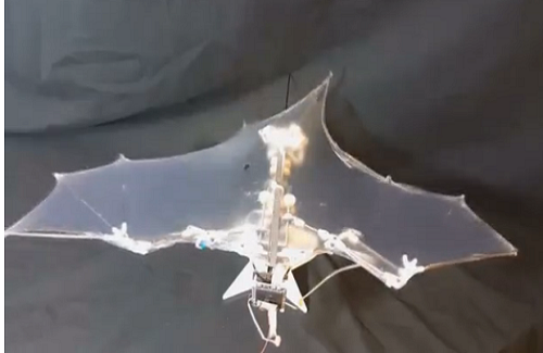 Đại học Mỹ chế tạo robot bay như dơi thật