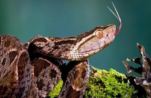 Mò vào ổ nhện kiếm ăn, loài rắn nguy hiểm nhất Costa Rica bị "thịt" không thương tiếc