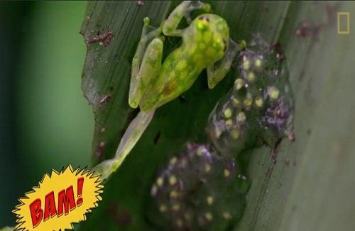 Video: "Ếch ninja" tung cước đá bay ong bắp cày để bảo vệ trứng