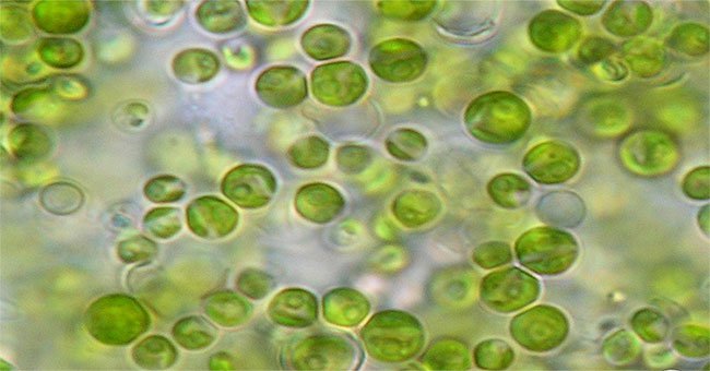 Khám phá giải pháp thanh lọc không khí trong nhà bằng… vi tảo