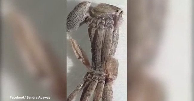 Video: Cuộc lột xác khó nhọc của nhện thợ săn