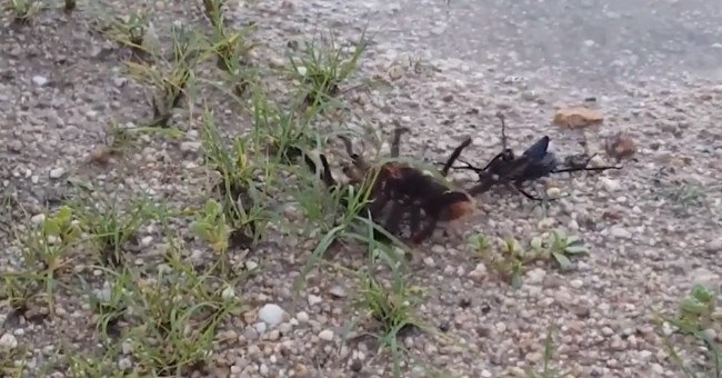 Video: Ong bắp cày chích độc hạ gục nhện