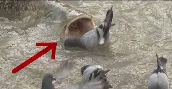 Video: Cá trê khổng lồ "làm thịt" bầy bồ câu