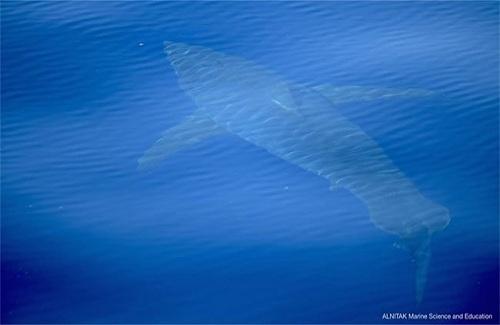 Cá mập trắng xé xác hải cẩu, nhuộm đỏ nước biển