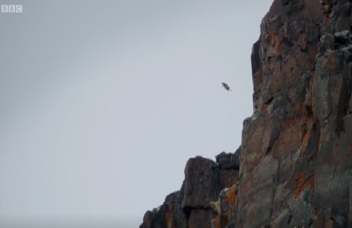 Ngỗng con sống sót khi rơi từ vách đá cao 122 m