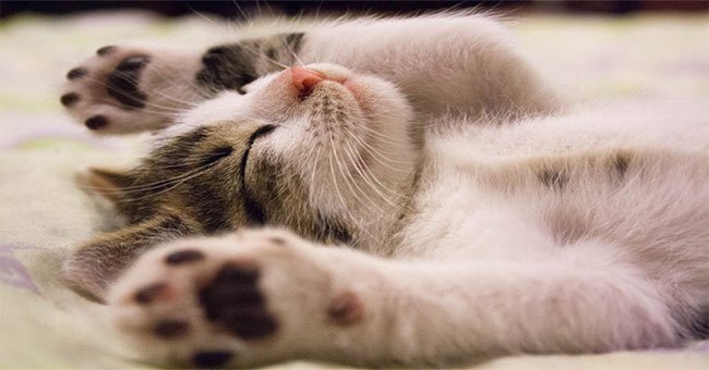 Dành cả thanh xuân để ngủ, nhưng các "boss mèo" nằm mơ thấy điều gì?