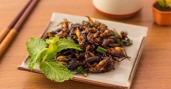 Ăn dế và côn trùng rất tốt cho đường ruột