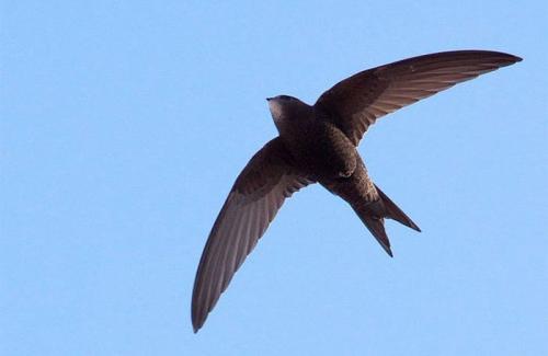 Loài chim “độc nhất vô nhị” có thể bay 10 tháng không cần hạ cánh