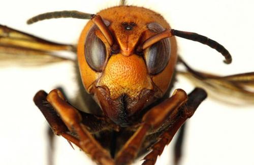 Ong bắp cày sát thủ trở thành mối đe dọa gây chết người mới nhất ở Mỹ