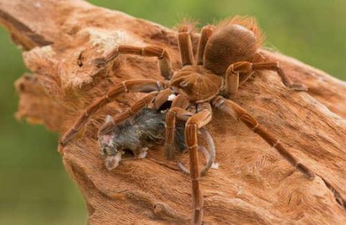 Sở thú New Zealand ấp nở thành công trứng của nhện lông khổng lồ ăn chim