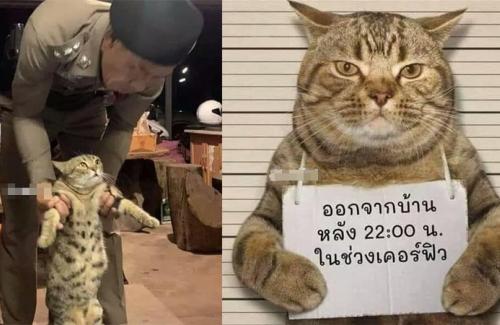 Mèo bị cảnh sát bắt vì vi phạm lệnh giới nghiêm