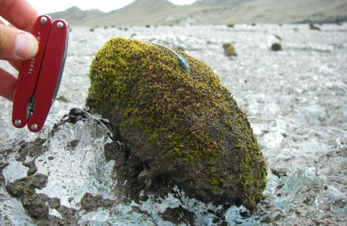 Khối cầu rêu di chuyển bí ẩn trên sông băng