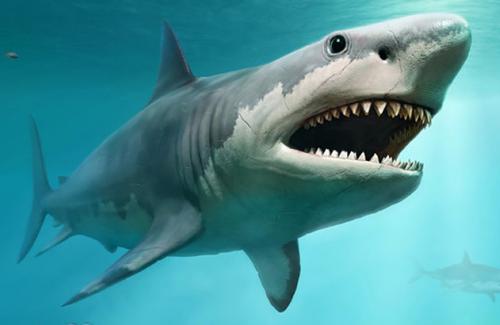 Dạ dày cá mập trắng tiết lộ sự thật về món ăn khoái khẩu của 'hung thần biển khơi'