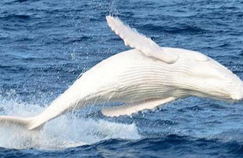 Phát hiện cá voi lưng gù trắng như tuyết hiếm hoi ngoài khơi Australia