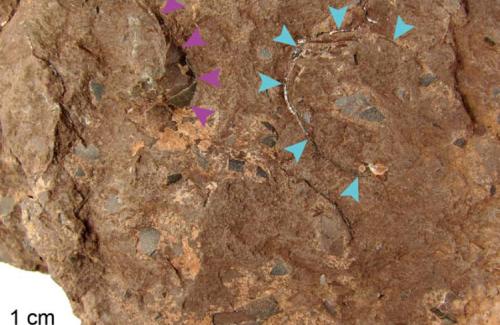 Phát hiện hóa thạch trứng khủng long nhỏ nhất thế giới