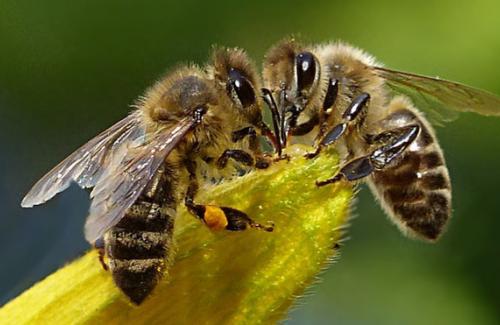 'Đặc quyền được chết' của ong đực: Bài học thấm thía cho con người từ thế giới khắc nghiệt của loài ong