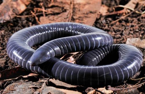 Kỳ quái loài vật giống rắn có nọc độc ở miệng