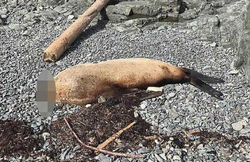 Bí ẩn những con sư tử biển mất đầu, trôi dạt vào bờ biển Canada