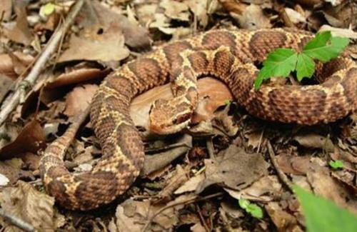 Bí mật ẩn sau loài rắn được xem là thần dược cho đàn ông Nhật Bản