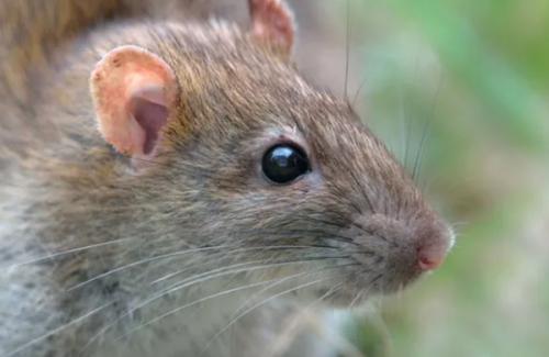 Chuột mù khôi phục được thị giác nhờ tiêm công nghệ nano