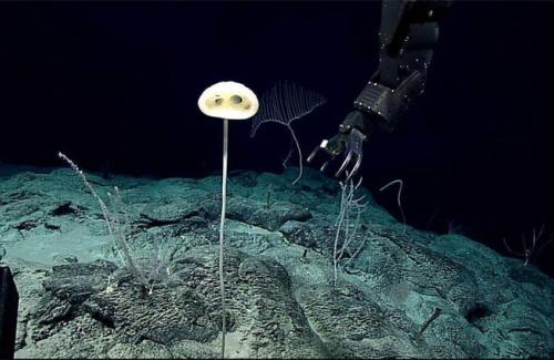 Phát hiện loài bọt biển thủy tinh mới giống như người ngoài hành tinh