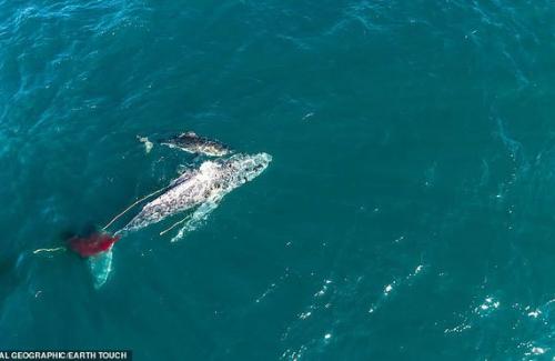 Lần đầu tiên trong lịch sử ghi lại cảnh cá mập trắng hạ gục cá voi tàn nhẫn