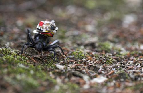 Camera 'siêu tý hon' nhỏ đến mức có thể lắp vừa trên lưng một con bọ cánh cứng