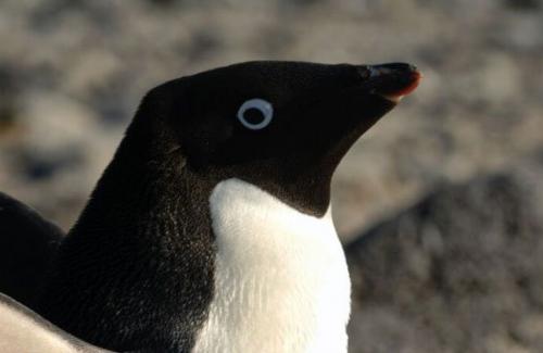Ở Nam Cực, có loài chim cánh cụt "đại tiện" ra đường phân dài tới 1,34 mét