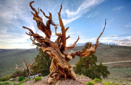 Nhiều cây sống ngàn năm, liệu có cây nào bất tử?