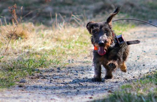 Tại sao chó đi chơi luôn biết đường về nhà? Nghiên cứu mới cho thấy chúng định vị được phương hướng bằng từ trường Trái Đất