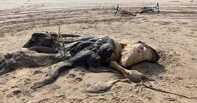 Bí ẩn xác "quái vật" dài 4,5m dạt vào bờ, dân mạng tranh luận kịch liệt về danh tính sinh vật vì mãi vẫn không nhìn ra nó là gì