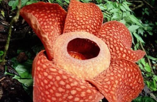 Top 10 loài hoa nặng mùi nhất thế giới