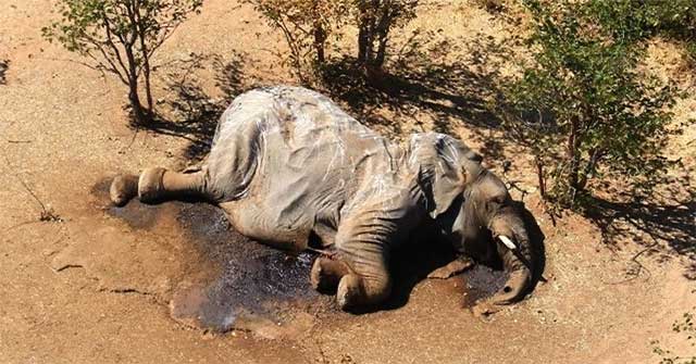 Nguyên nhân ban đầu về cái chết bí ẩn của hàng trăm con voi ở Botswana