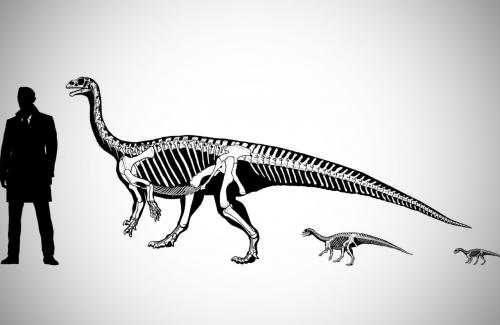 Tương tự con người, một số loài khủng long ban đầu cũng bò rồi mới chuyển sang đi bằng 2 chân