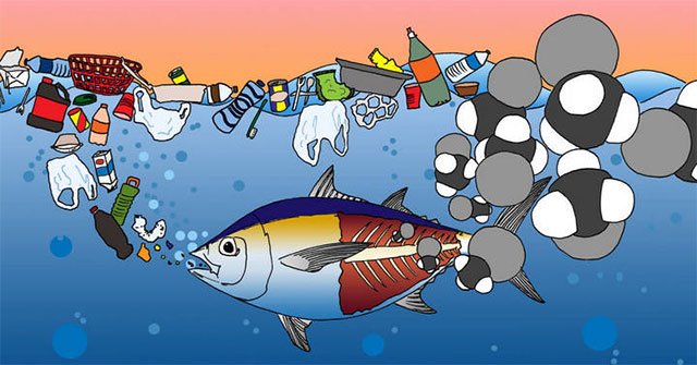 Nghiên cứu mới cho thấy: Cua, cá, hàu đứng top các loài hải sản nhiễm vi nhựa nhiều nhất