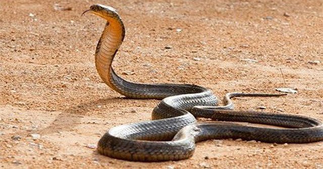 Nọc độc của rắn hổ mang chúa mạnh như thế nào?