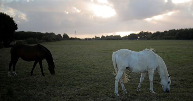 Hàng loạt con ngựa bị cắt tai bí ẩn ở Pháp