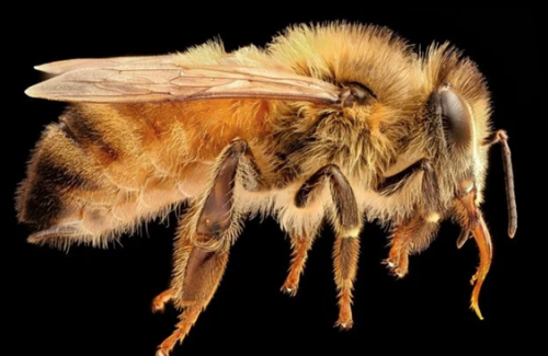 Phân tử trong nọc độc của ong mật có thể tiêu diệt tế bào ung thư vú