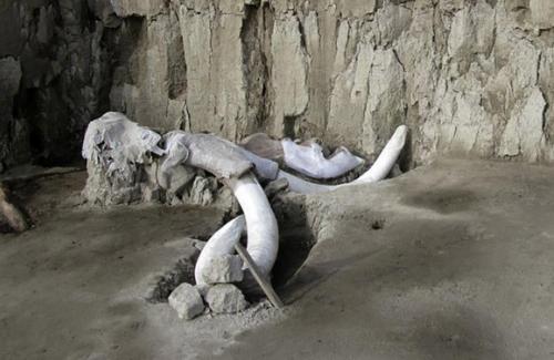 Phát hiện hàng trăm bộ xương voi ma mút ở Mexico