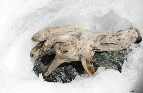 Tìm thấy xác ướp sơn dương đóng băng cực hiếm trên dãy Alps