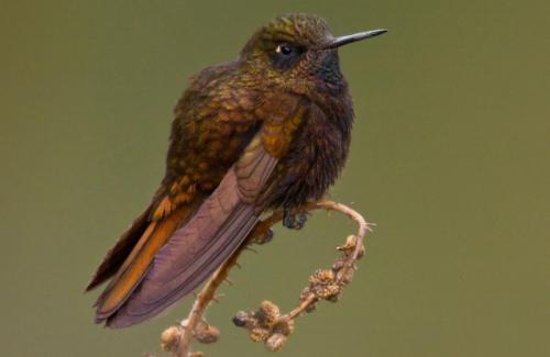 Chim ruồi tự “đông cứng” để tồn tại trên dãy Andes