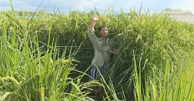 Trung Quốc thu hoạch giống lúa cao bằng đầu người