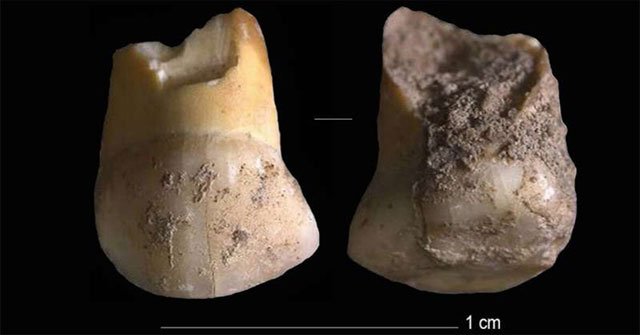Bất ngờ phát hiện răng sữa 48.000 năm tuổi