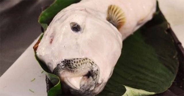 Nọc độc của cá mặt thỏ nguy hiểm thế nào?