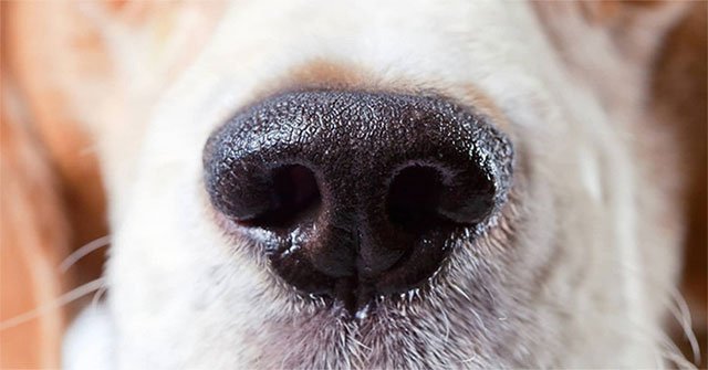 Tại sao mũi của loài chó thường ướt và lợi ích của chúng là gì?