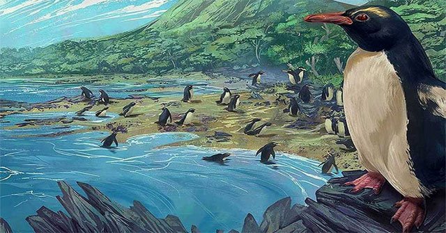 Chim cánh cụt cổ đại cao bằng người từng sống ở lục địa "mất tích" thứ 8 của Trái Đất
