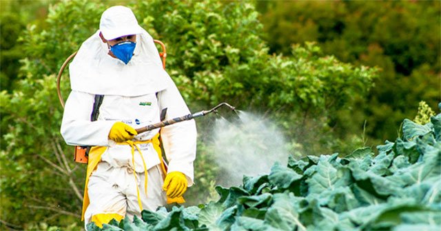 5 lầm tưởng tai hại về thuốc trừ sâu dùng trong canh tác cây trồng và tồn dư trong rau củ quả