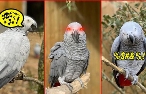 5 con vẹt bị đuổi khỏi công viên vì dạy nhau chửi bậy rồi chửi luôn cả khách tham quan